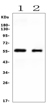 Cytochrome P450 2E1/CYP2E1 Rabbit Polyclonal Antibody