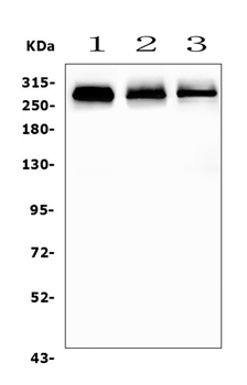 Filamin A/FLNA Antibody