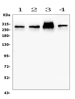 Filamin A/FLNA Antibody