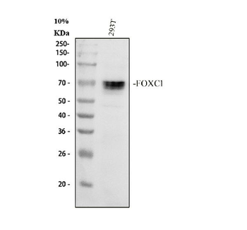 FOXC1 Rabbit Polyclonal Antibody