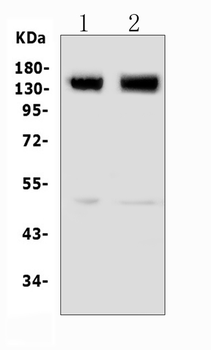 Metabotropic Glutamate Receptor 5/GRM5 Rabbit Polyclonal Antibody