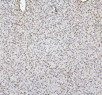 Histone H1.0/H1F0 Antibody