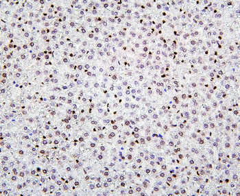 Histone H1.0/H1F0 Antibody