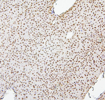Histone H1.0/H1F0 Antibody