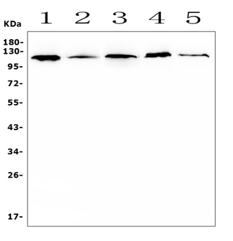 HIF-1 alpha/HIF1A Antibody