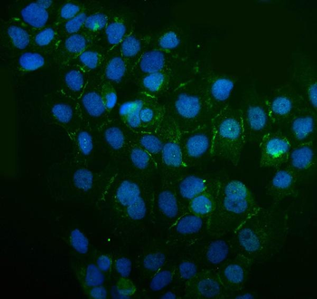 IQGAP1 Rabbit Polyclonal Antibody