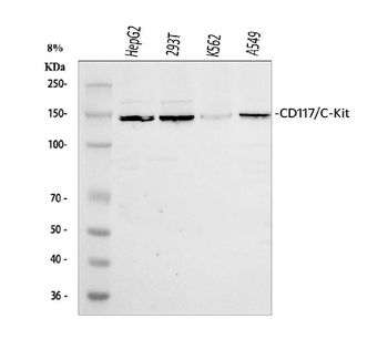 c-Kit/Kit Antibody
