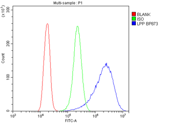 Lipoma-preferred partner LPP Antibody