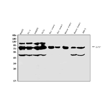 Lipoma-preferred partner LPP Antibody