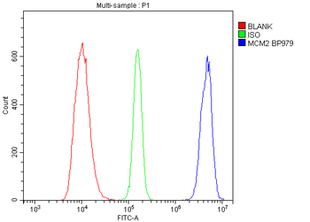 MCM2 Antibody
