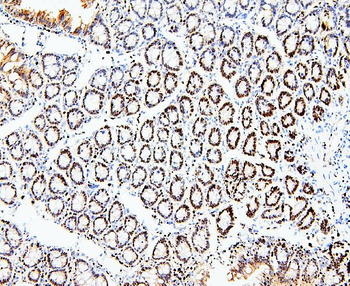 MCM2 Antibody