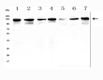 MCM2 Antibody