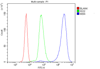 Moesin/MSN Antibody