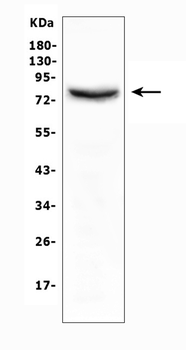 Moesin/MSN Antibody