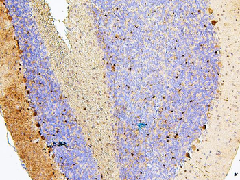 MTR Rabbit Polyclonal Antibody