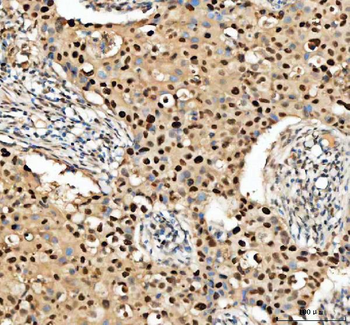PCNA Antibody