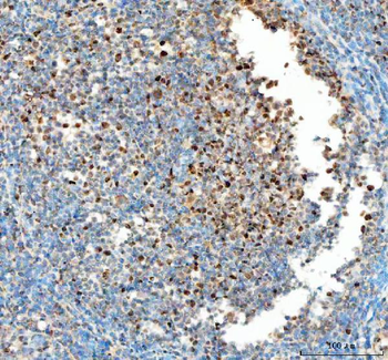 PCNA Antibody