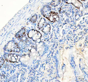 PCNA Antibody