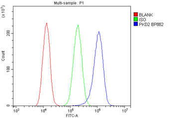 Polycystin 2/PKD2 Rabbit Polyclonal Antibody