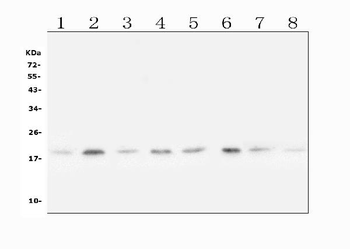 SKP1 Antibody
