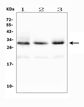 Tafazzin/TAZ Antibody