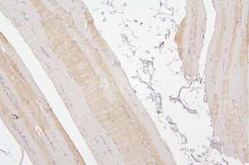 Tafazzin/TAZ Antibody