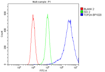 Topoisomerase II alpha/TOP2A Rabbit Polyclonal Antibody