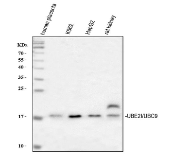 UBE2I/UBC9 Antibody