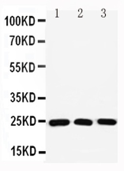 Ras-related protein Rab-11A Rab11A/11A Rabbit Polyclonal Antibody