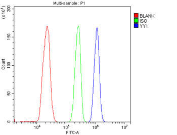 YY1 Rabbit Polyclonal Antibody