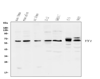 YY1 Rabbit Polyclonal Antibody