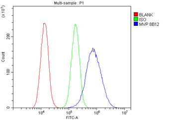 MVP Antibody (monoclonal, 8B12)
