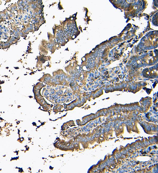 MVP Antibody (monoclonal, 8B12)