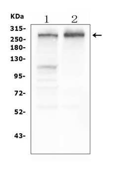 Tuberin TSC2 Mouse Monoclonal Antibody