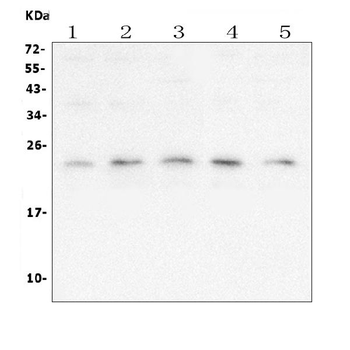 mtTFA TFAM Mouse Monoclonal Antibody