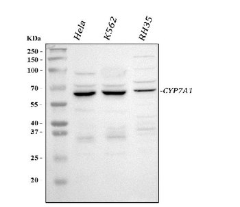 CYP7A1 Rabbit Polyclonal Antibody