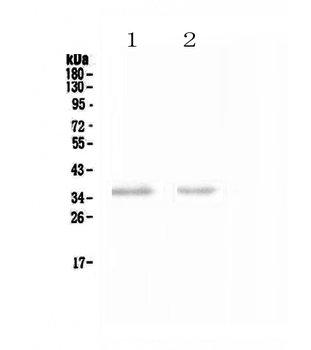NCR1 Antibody