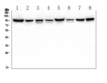 ALIX/PDCD6IP Antibody (monoclonal, 14D10)