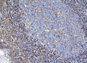 APPL/APPL1 Antibody