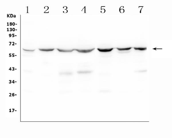 C9ORF72 Rabbit Polyclonal Antibody