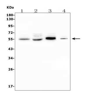 CD1D Rabbit Polyclonal Antibody