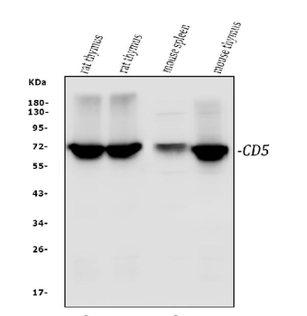CD5 Antibody