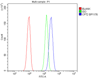 CPT2/CPT1 Rabbit Polyclonal Antibody