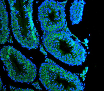 DDX4/MVH Antibody