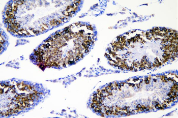 DDX4/MVH Antibody
