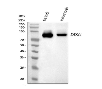 DDX4/MVH Antibody