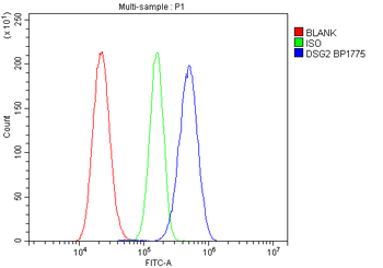 Desmoglein 2/DSG2 Antibody