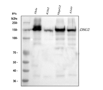 Desmoglein 2/DSG2 Antibody