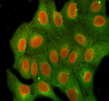 FEN1 Antibody