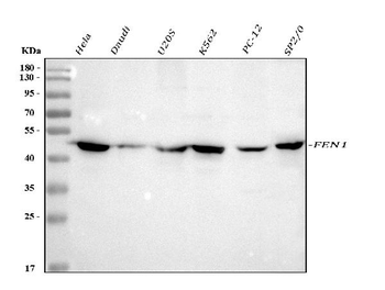 FEN1 Antibody